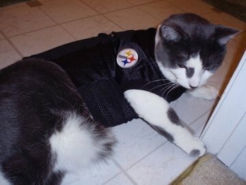 steelers cat jersey