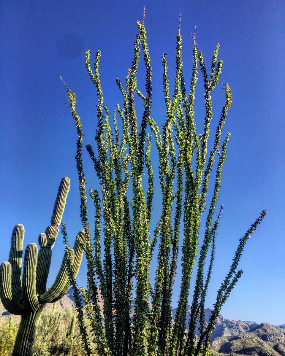 totallytucson's tweet photo. Happy #Humpday, #Tucson! 97 and sunny today. #Ocotillo time! #fallwatch A hint of gold. They’ll turn soon. #Hiking this morning @SabinoCanyonAZ checking out the changing flora. #highdesertbeauty #changeisgood #wednesdaywisdom https://t.co/WsRFFtBGU2