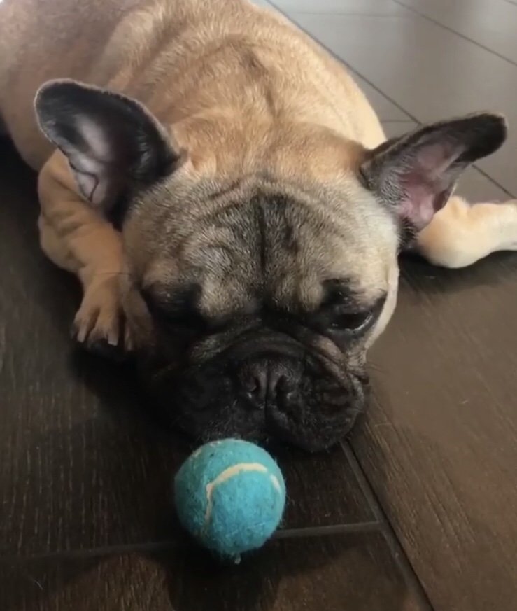 HappyHappyHazel's tweet photo. Well, it’s not going to throw itself.  Who wants to come play with me? https://t.co/vq4EirhxOi
