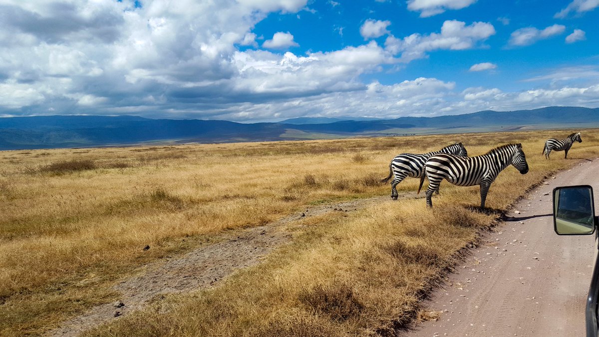 JayAhmed132's tweet photo. Safari in Tanzani
(Photo by fellow travellers from earlier this year)
#safari #trekking #africa #JayManTravel #colour #sky #views #life #zebra #landscapedesign #travelingram #beautiful #landscapephotography #naturephotography https://t.co/BAD4QHm2hK