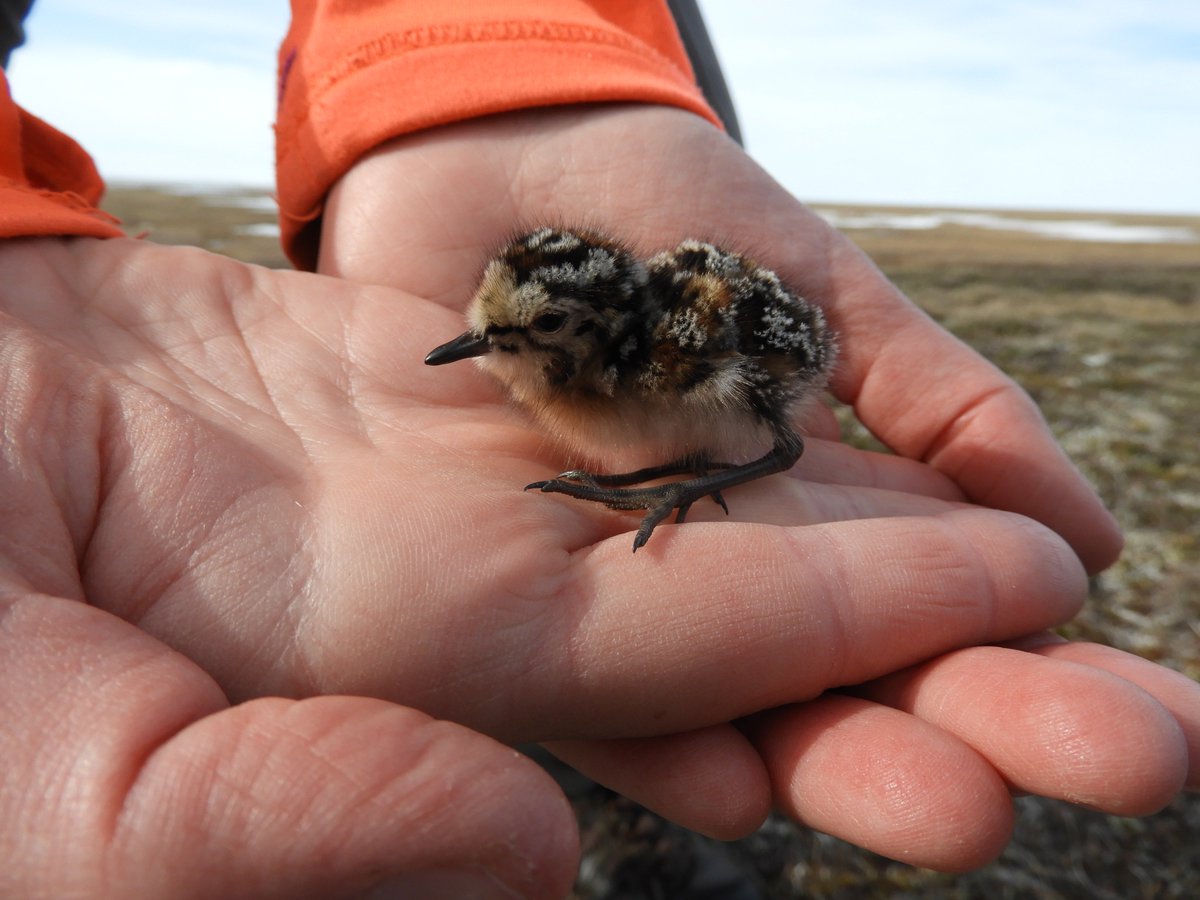 sandpiper chick by Lisa Kennedy/USFWS