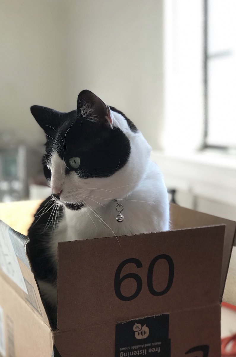 enjoicat's tweet photo. even if the money low you can’t pay me #catraps #cats #raps #Pablo #CatsOfTwitter https://t.co/LBliilKaXr