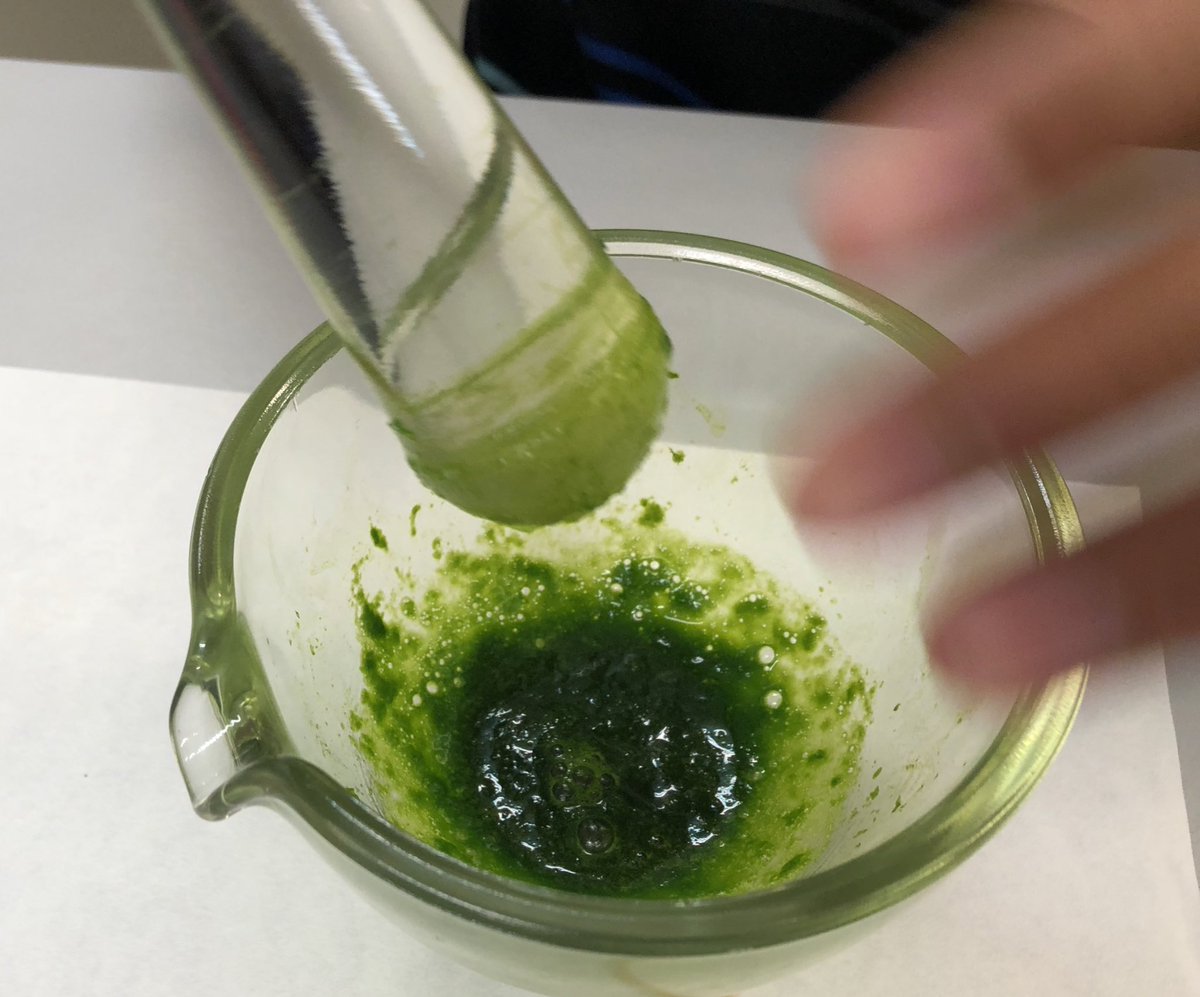 CarmenAcedo's tweet photo. Great day in @unileon @forestalesponfe with under-undergraduate students of @IESGilyCarrasco waching the video #TreeTender by @soltislab @UF and after in a β giant #LAB before the tree β of plant DNA extraction https://t.co/nBihyw42Ns