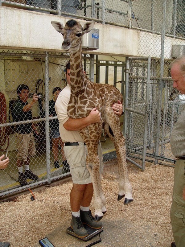 Here’s how you weigh a baby giraffe.(:  @VirginiaZoo)