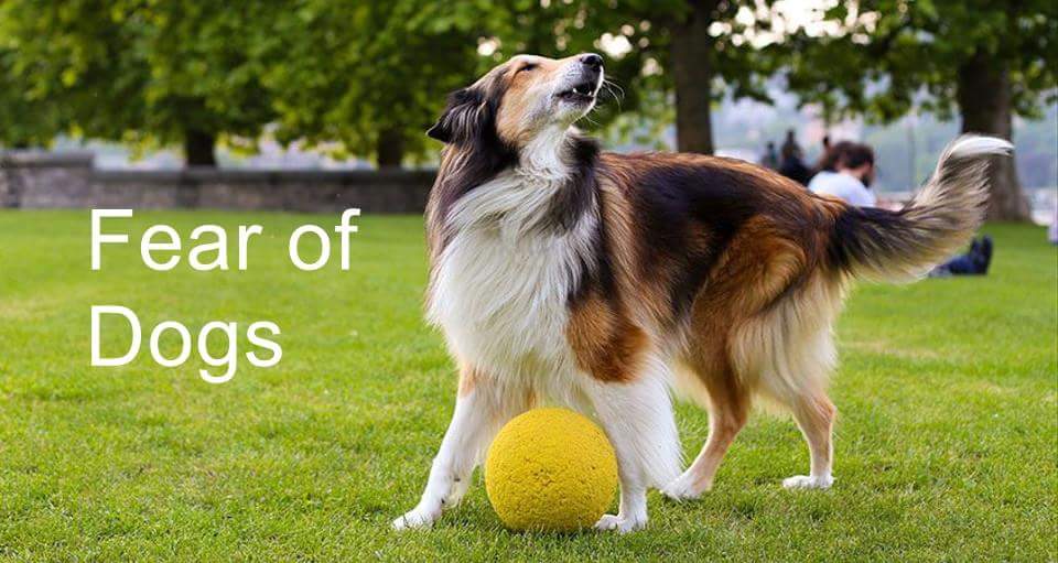 epsteintherapy's tweet photo. A parent who is afraid of dogs or who regularly warns children about dogs might activate a child’s imagination, inadvertently creating a phobia. If you would like to overcome your fear. Contact me Ian on 0872555225 #Phobias #Hypnosis https://t.co/5gkfsmiM5Y
