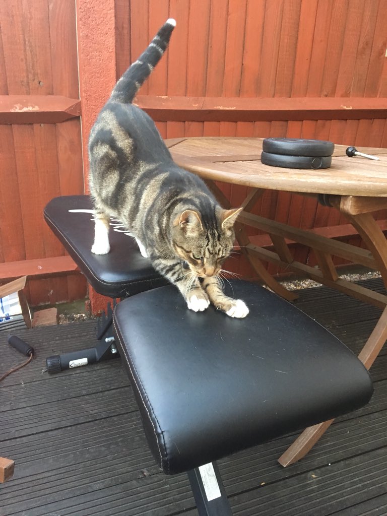 TexansToogie's tweet photo. I’m no fat cat, I like to keep fit for my admirers 😹🐾🐾😺🐾🐾 🐈 #CatsofTwitter #Toogie https://t.co/uKAz9Fla6u