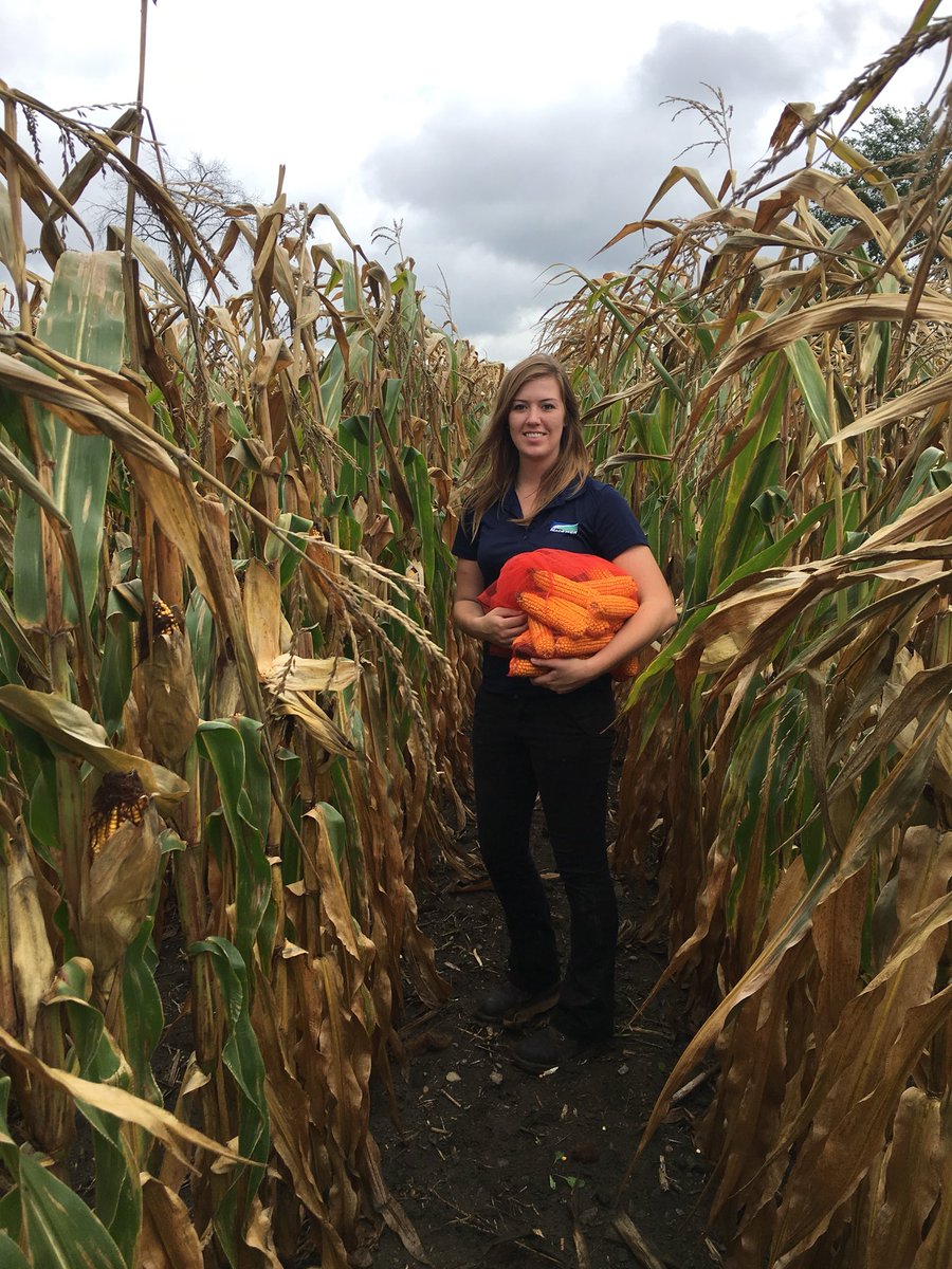 Collecting some grain corn samples this afternoon in North Dundas for the Ontario Vomitoxin survey. Looking forward to hearing back DON level results in this years crop!