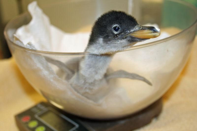 Here’s how you weigh a baby penguin.(:  @TNAquarium)