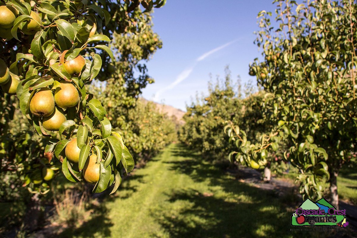 ChelanFresh's tweet photo. #CascadeCrestOrganics pears hanging in one of our Chelan Fresh #organic orchards! It's a beautiful day to grow fresh quality fruit!πππ#ChelanFreshPears #WAGrown #pears https://t.co/NGMy0LhkGP