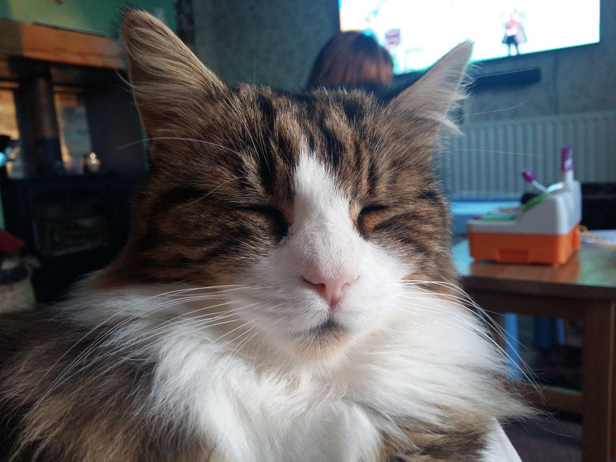 donnatrowsdale's tweet photo. A good excuse not to move for a while 🐈 #warmlap #Ernie https://t.co/81l8iAAL9L