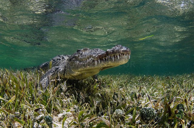 pathfinderssar's tweet photo. crocodile part 1 https://t.co/OgsWgKlU7n https://t.co/96b6JTmSyY