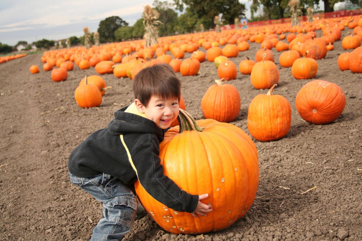 PinnacleApts's tweet photo. It's pumpkin picking season! Butler's Orchard is the perfect spot in Germantown for picking pumpkins, apples, and more! #germantown #pinnacle #bozzuto #fallseason #pumpkinpatch https://t.co/IOysWnMLKs