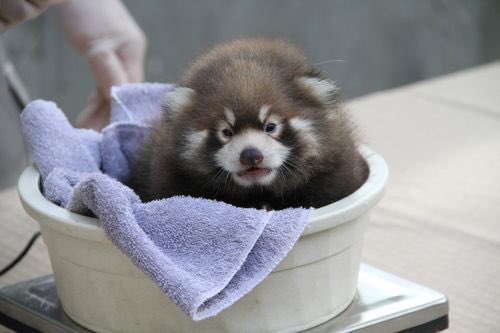 Here’s how you weigh a baby red panda.(:  @BinghamtonZoo)