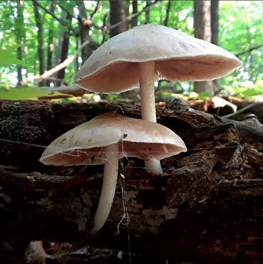 What a cute couple. I hear they sporulate together. 
#mushroomsofminnesota