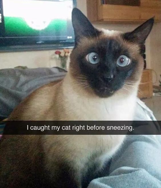 furandfern's tweet photo. Just Pinned to Cat Memes: Click the Photo For More FUNNY and Cute Cat Videos and Photos #cutecats #cats #kittens #catvideos #funnycats https://t.co/acvfVICrRk https://t.co/PVBKyyACrZ