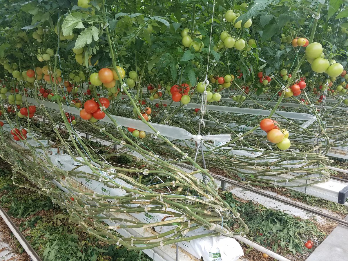GlobalMccowan's tweet photo. Learning about Suntastic a local sustainably managed green house! Grade 9's loving science field trips! @shdhspanthers https://t.co/GSKpty8hiq