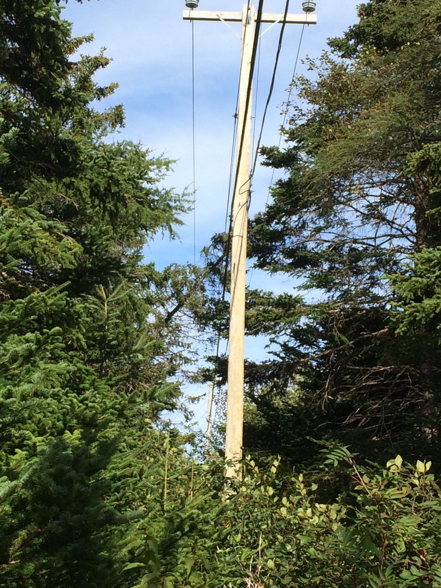 kbrucelane's tweet photo. Just noticed a tree in the power line by my house. #nlpower https://t.co/unUIfY99OS