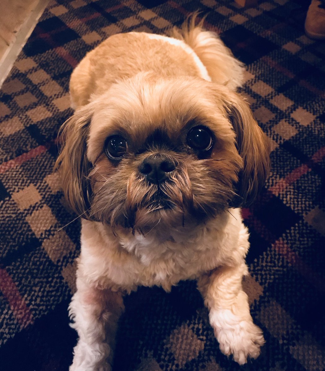 AmyVChalmers's tweet photo. Met this little friend at this evening’s gig @PottingShedSprt with @TheBlack__Sheep She’s called Kim and she’s mega cute!! #gigdog 🐶 https://t.co/i3yjdglTqM