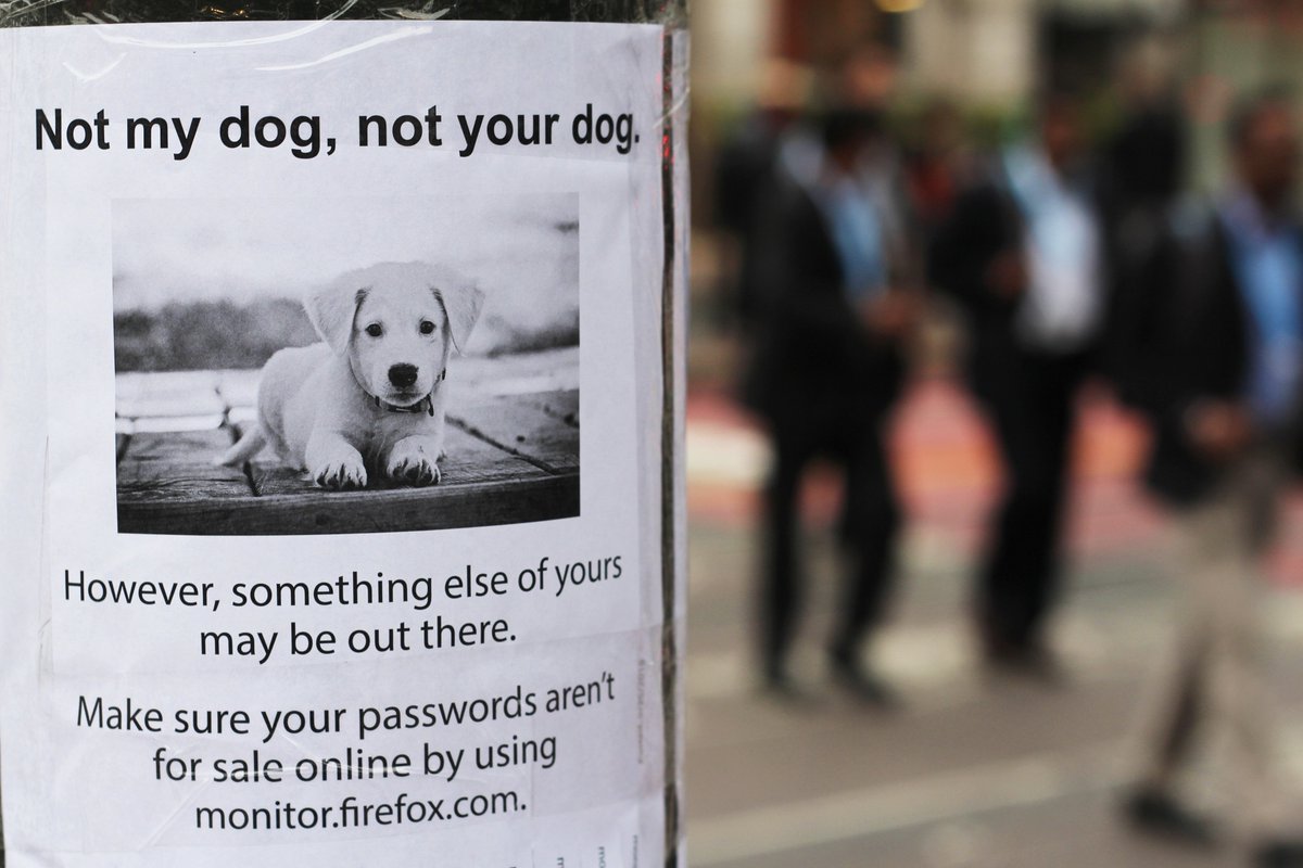 flier of a dog taped to a telephone pole