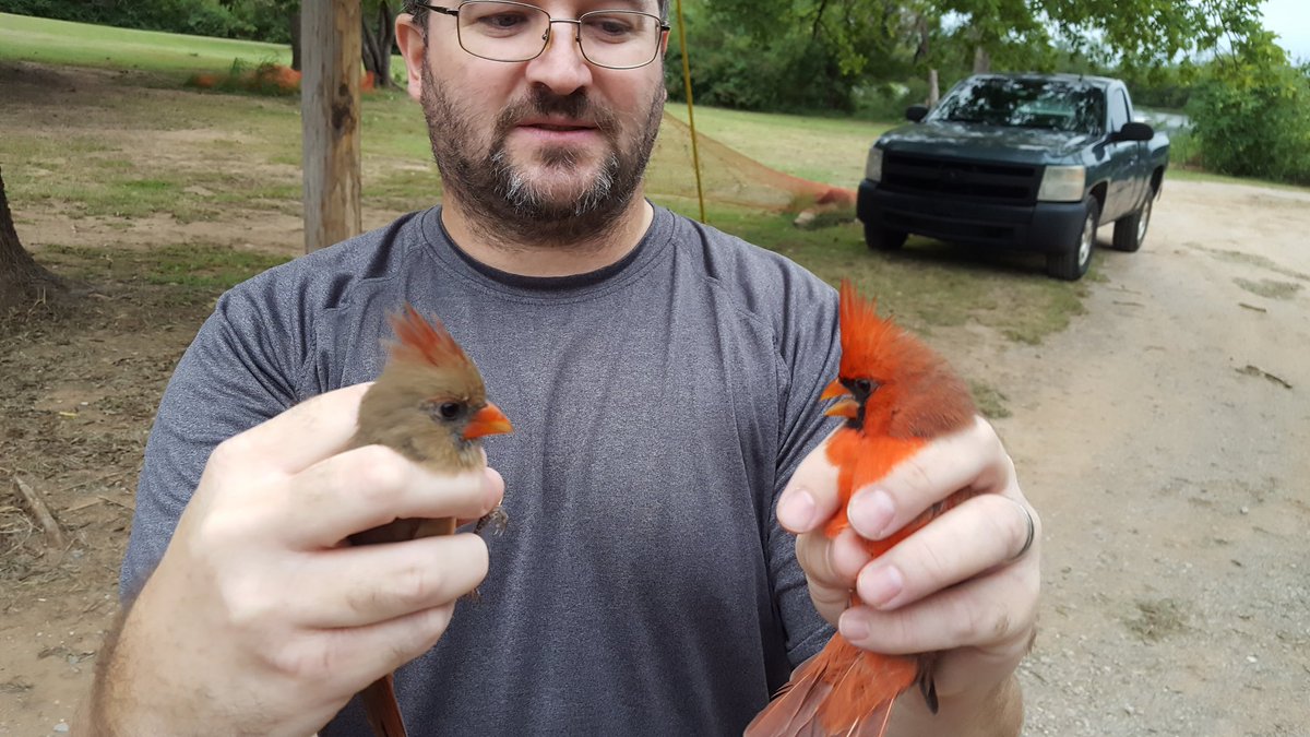 LossLabOSU's tweet photo. Day 2 of #birdbanding for field #ecology #disease lab; good numbers of #birds post cold front including migrant warblers buntings &amp; catbirds @LaughlinCaitlin @coreysriding @siren_la @Elmore_Ecology https://t.co/YwzjD3Z7Oq