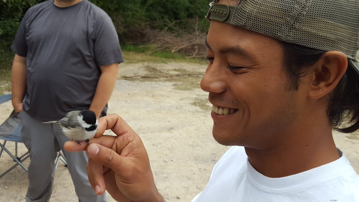 LossLabOSU's tweet photo. Day 2 of #birdbanding for field #ecology #disease lab; good numbers of #birds post cold front including migrant warblers buntings &amp; catbirds @LaughlinCaitlin @coreysriding @siren_la @Elmore_Ecology https://t.co/YwzjD3Z7Oq