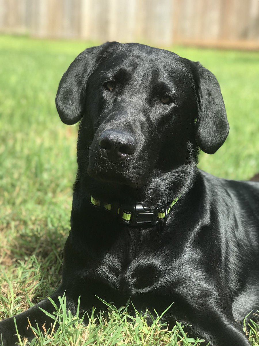 TopGDogToken's tweet photo. Update: 
He’s almost a grown up..

#Turtle https://t.co/YfJXh3DOag