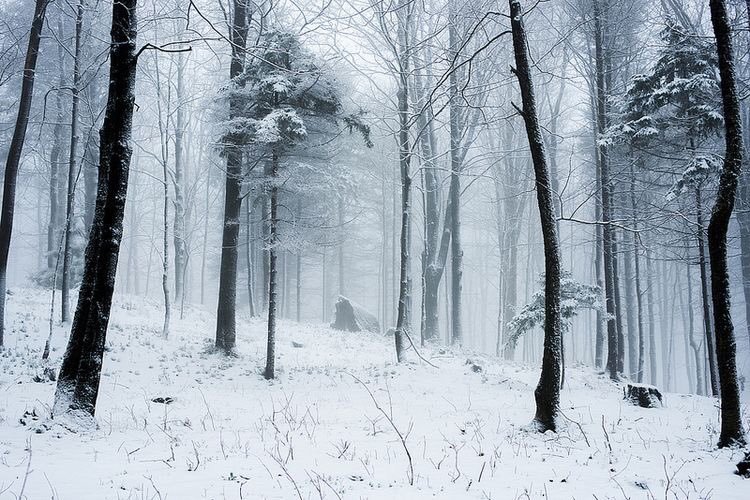 oiiv_'s tweet photo. “When the snows fall and the white winds blow, the lone wolf dies but the pack survives.”
George R.R. Martin https://t.co/tAMJNHoNGt