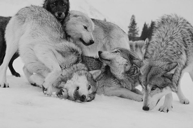 oiiv_'s tweet photo. “When the snows fall and the white winds blow, the lone wolf dies but the pack survives.”
George R.R. Martin https://t.co/tAMJNHoNGt