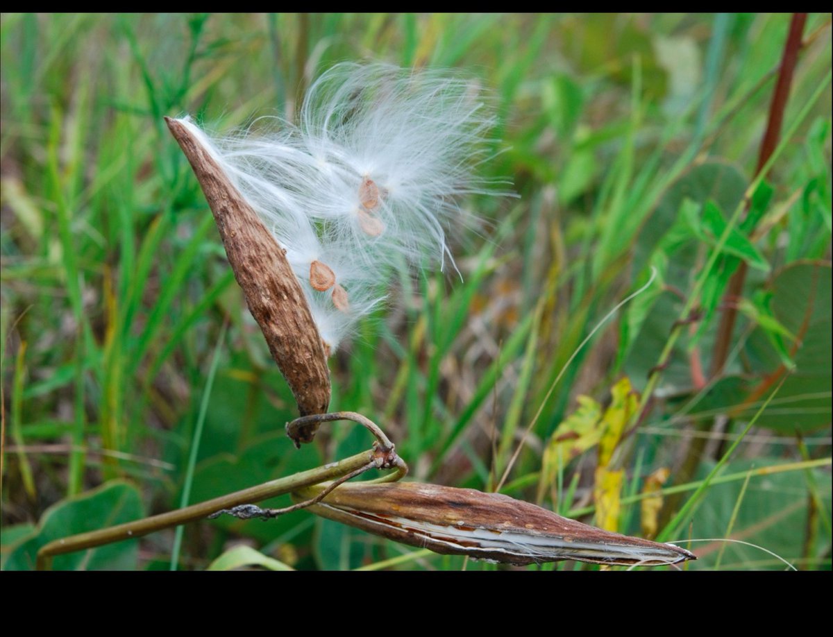 I am recruiting 1-2 grad students and one postdoc for 2019.  See the job ad <tinyurl.com/ycc742u8>, or check out my website <laurenlsullivan.weebly.com> for more information.