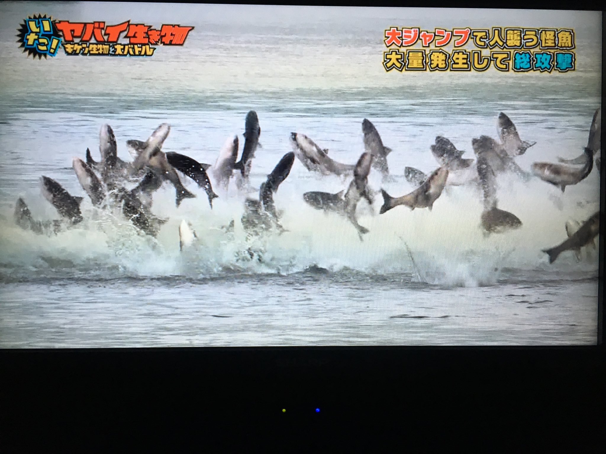 愛猫家そっけつ やべーよ ハクレンジャンプ のちの稲葉ジャンプ T Co 0bprvfjptd Twitter