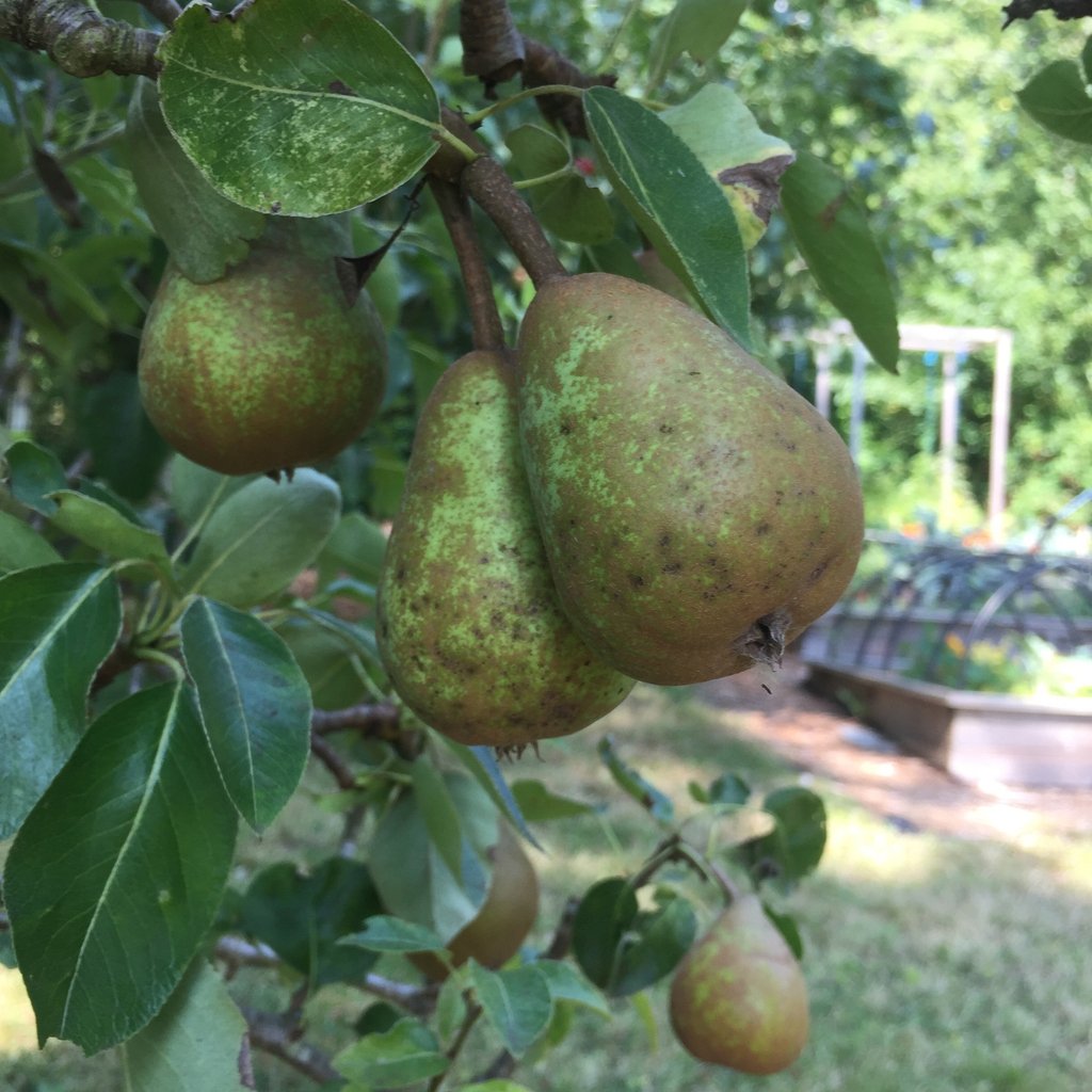Pear-fect. Sorry. Had to do it. 

#growoya #groweasy #oya #olla