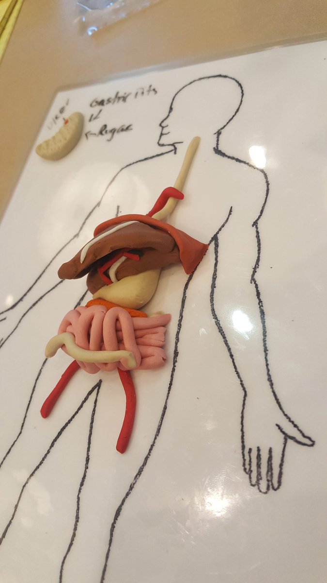Hudson_MedLab's tweet photo. More hands on anatomy with Starla! https://t.co/GKpkuzwUZZ