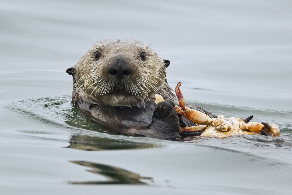 GraysReefNMS's tweet photo. "A #FloofWar you say? Against birds? Do I even need to put away my crab?"
Credit: Thomas O'Malley https://t.co/BmAHcOzcDW