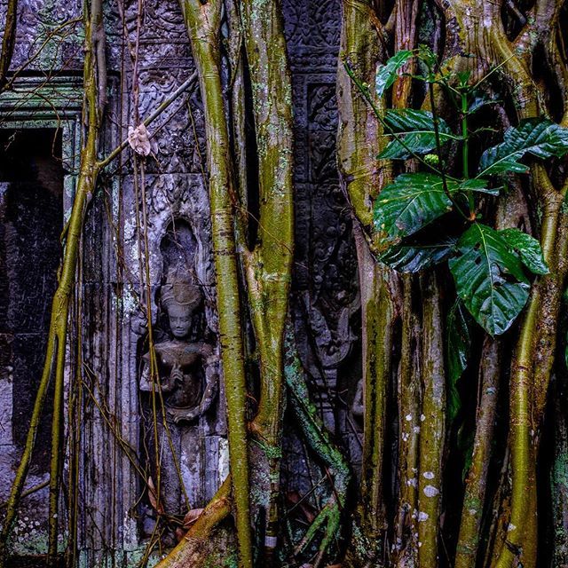 thirdguyphoto's tweet photo. #theupsidedown #taprohm #tombraider #angkorwat #unesco #wat #temple #cambodia #travel #travelphotography #travelingtexan #streetphotography #travel #travelgram #fujifilmx100f #thirdguyphotography https://t.co/KO1pTRiqW7 https://t.co/1uEXXspQH4