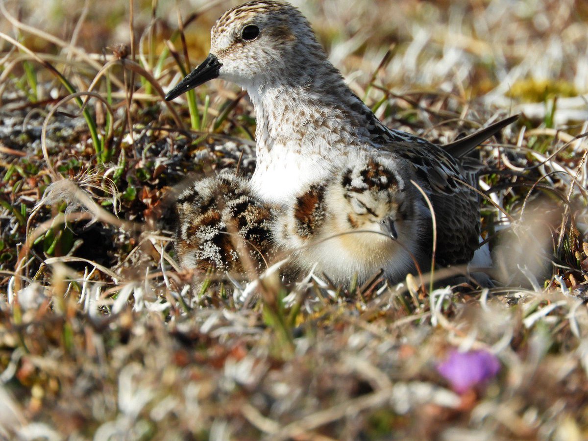 USFWS's tweet photo. @sanctuaries @JennaMHartley @ManometCenter @MontereyAq Sorry, just the semi-threat of you put us to sleep. #Floofwar is more like #Floof snore.
Semipalmated sandpiper by Lisa Kennedy/USFWS https://t.co/Kzvvmyx3wq