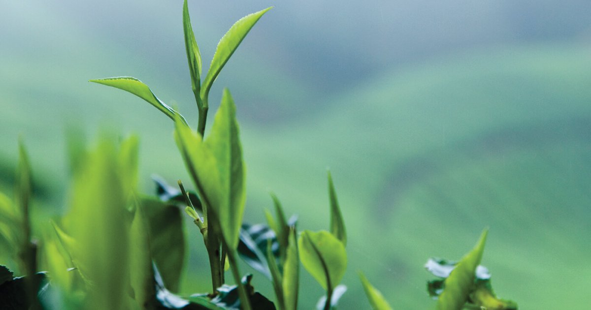 escents's tweet photo. Tea Tree essential oil is derived from tea tree leaves and is a must have for everyday bath, body and home essentials. Learn about the top 3 tea tree tips on our new blog post #createyourescents
https://t.co/dTY4BcmltR https://t.co/Lg4KAwPcQ2