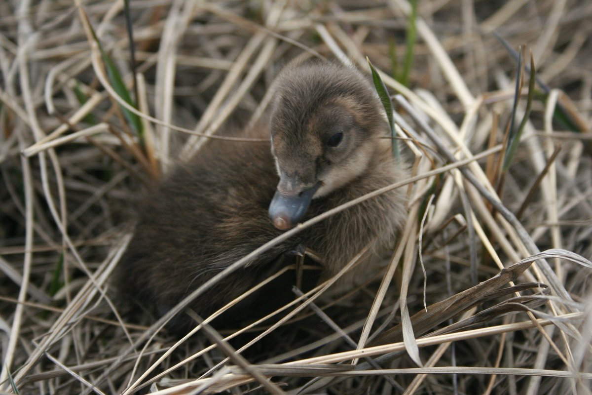 USFWS's tweet photo. @sanctuaries @USFWSAlaska You're right, Eider'nt want to think of a world without sea otter floofs either. #floofwar.
Photo: Spectacled eider duckling by Alan Stegeman/@USFWS https://t.co/iPyjWWyU5W