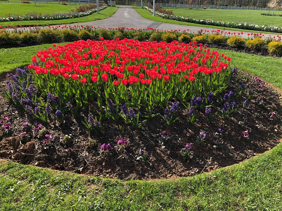 TulipWorld's tweet photo. Thank you Shirlene for sharing this #beautiful photo of our tulips, hyacinths and daffodils growing in your garden! #Gorgeous 🌷 https://t.co/kF8ea4S8Y8