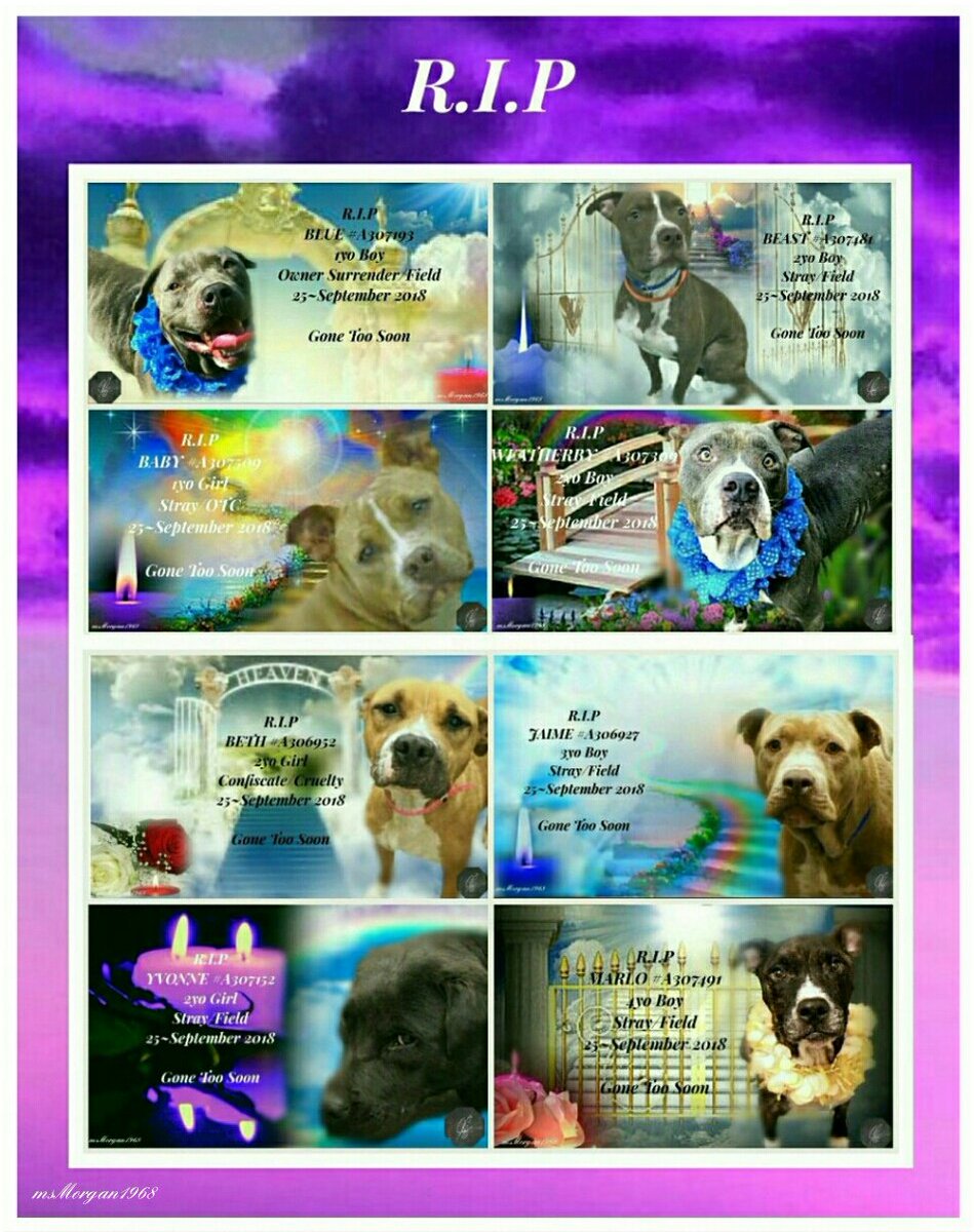 msMorgan1968's tweet photo. We Died Today 25~September 2018
We all deserved the chance to live
But time ran out for us.
We didn't want to die
We were good dogs
But people let us down &
Now we are gone.
Sadly, we paid the Ultimate price
With our lives...
We Mattered.
#PleaseHelpOthers
#TN #MEMPHIS https://t.co/ZeIXN1NFbB