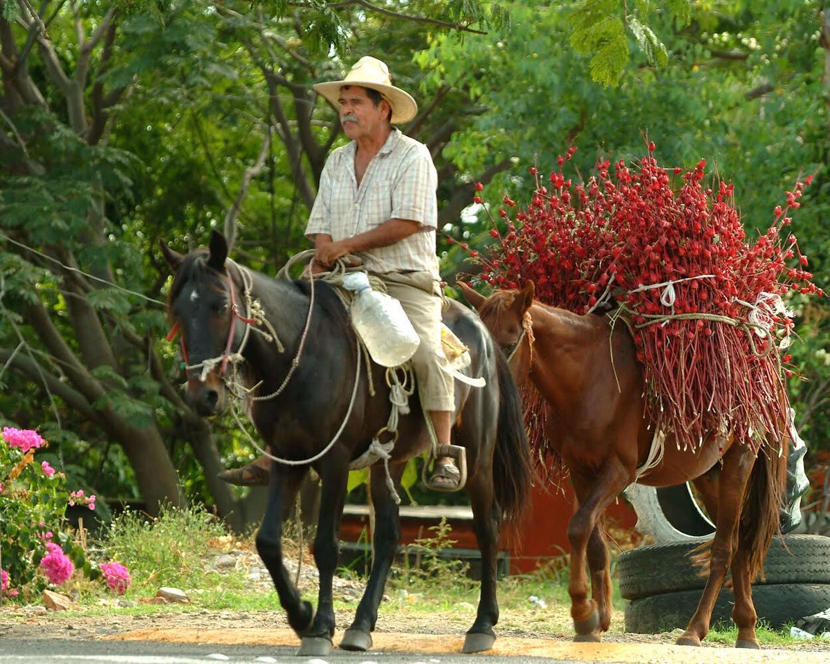 Nico Mejia tweet media