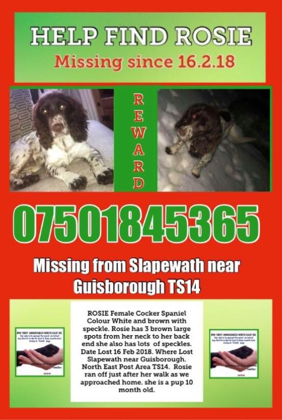 rosieDoc2's tweet photo. #helpfindRosie #cockerspaniel
WHAT HAPPENED THAT NIGHT....so close to home, she caught a scent and ran off 😪
She's white&brown with lots of speckles & brown paws looks like she's wearing socks HAVE YOU SEEN HER 16/2/18 #Slapewath nr #Guisborough #TS14
LOOK AT THIS FACE ☹️ https://t.co/A94fS3JEeu