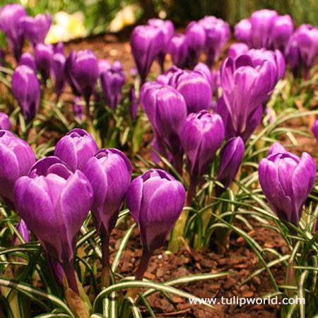 TulipWorld's tweet photo. 2 DAYS ONLY: 55% OFF 50 Ruby Giant Specie Crocus Bulbs! These ruby purple flowers are perennials and can be enjoyed for weeks and weeks. They come back year after year!  🌺

Learn More at https://t.co/YlhXjxOMyu https://t.co/OJetQd5751