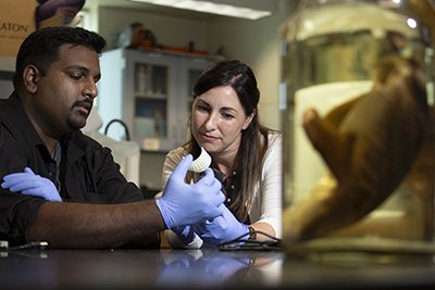 A new study by #CSUF marine biologist <a href="/FABBLab/">Dr. Misty Paig-Tran</a> Dr. Misty Paig-Tran &amp; biology graduate student Raj Divi about the novel way giant manta rays filter their food &amp; hold the key to innovative new water filters was published today in Science Advances: bit.ly/2xE8S62