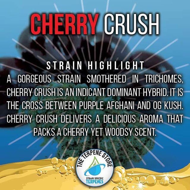 theterpenestore's tweet photo. Today’s strain highlight!
.
.
.
.
.
#terpnation #terpaholic #terprevolution #terpsonpoint #terps #terpdippin #strainspecificterpenes #dab #dabs #vape #terpsonterps #terpy #terpenesforsale #terps #vapenation #theterpenestore #handcheck #dablife #cbd https://t.co/5y2yCPayaB https://t.co/Q0UqpqGzRC