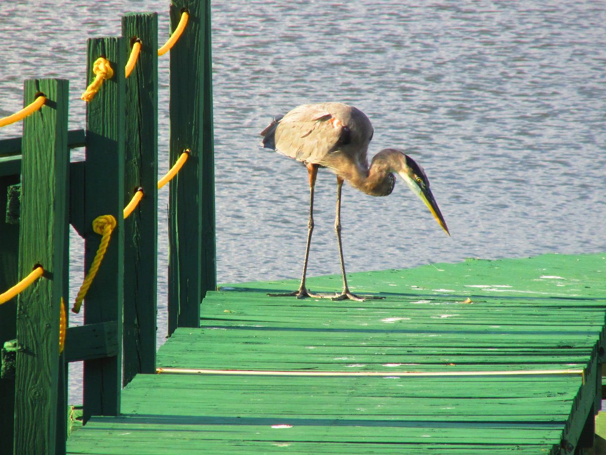 windtracker8's tweet image. Out for a stroll...