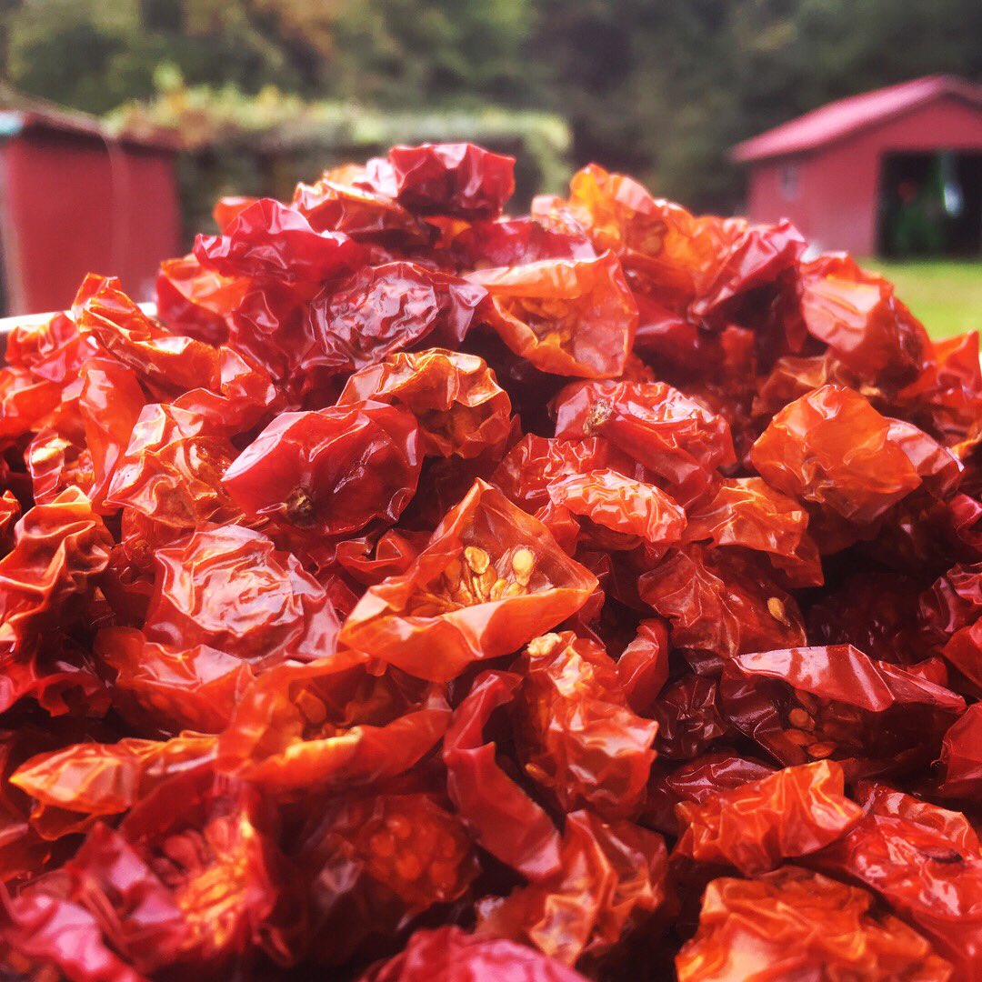 OddAlewives's tweet photo. Today we are brewing up a farmhouse ale with tomatoes from our garden. #oddalewives #mainebeer #farmbrewery #tomatoharvest #tomatobeer #harvest #womenwhofarm https://t.co/IqdFSgKZvz