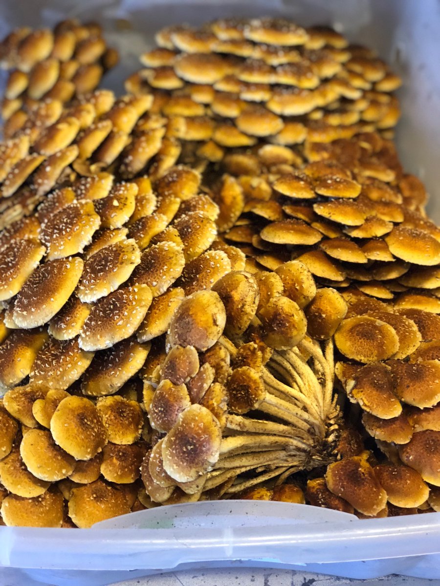 Chestnut mushrooms roasting in a wood-fire!  Love what Kevin is doing at flavor country farms. ⁦<a href="/danteomaha/">Dante.Omaha</a>⁩