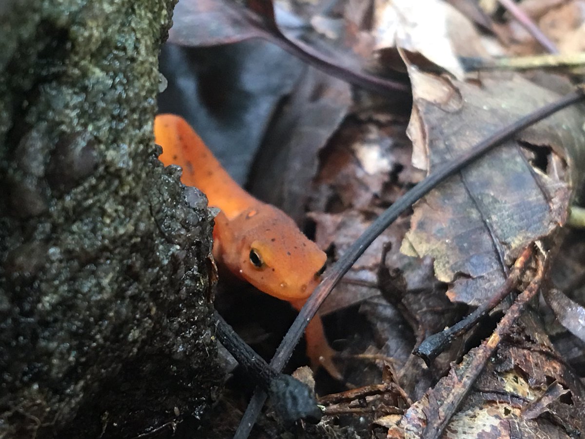MrsGeorgeOJR's tweet photo. Eastern red spotted newt said hi to our Ecology class today! #OJRecolgy #ojrscience https://t.co/wETOkGpYjX