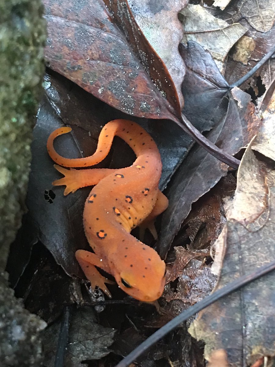 MrsGeorgeOJR's tweet photo. Eastern red spotted newt said hi to our Ecology class today! #OJRecolgy #ojrscience https://t.co/wETOkGpYjX