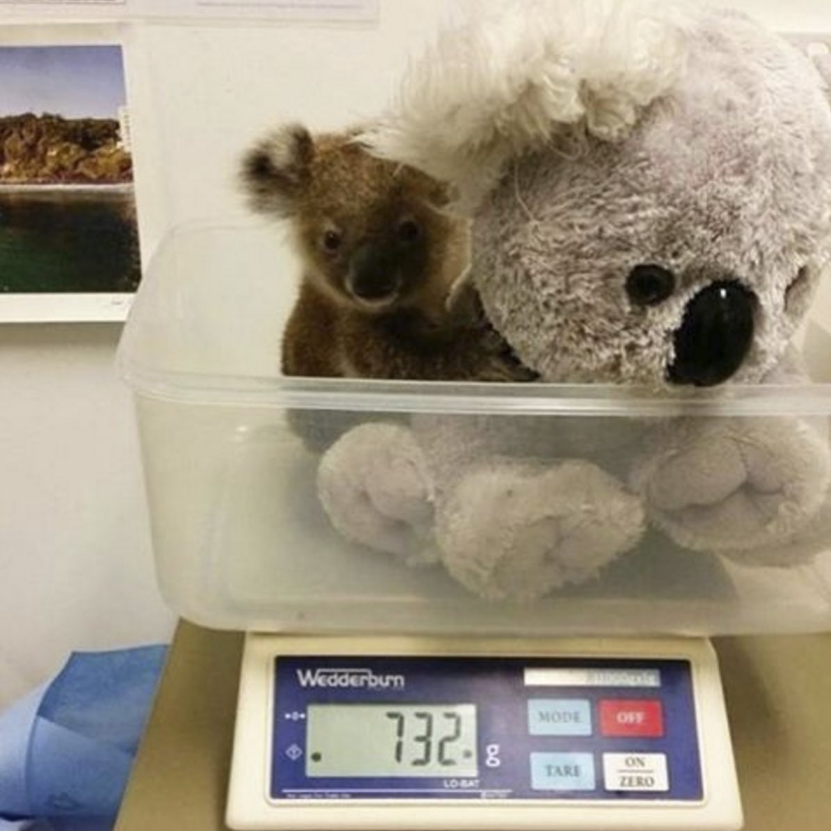Here’s how you weigh a baby koala.(:  @CWSlive)